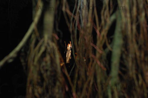 DHAKA.Sherajdikhan October 2009- Baul community performs their spiritual song. copyright Monirul Alam   